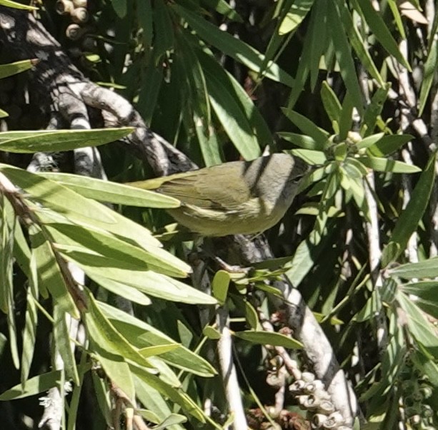 Orange-crowned Warbler (Gray-headed) - ML643201267