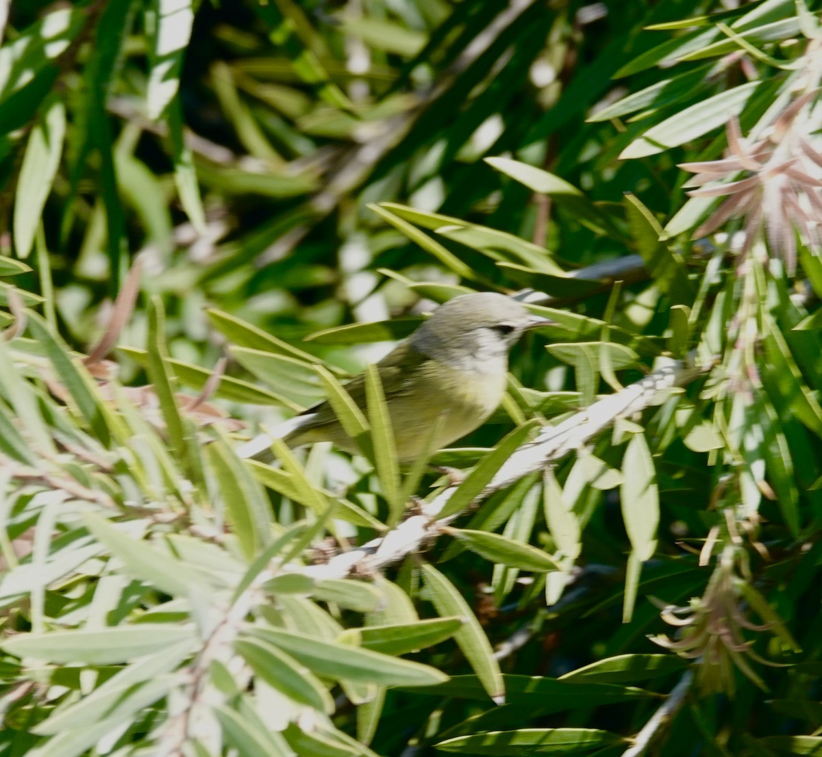 Orange-crowned Warbler (Gray-headed) - ML643201268