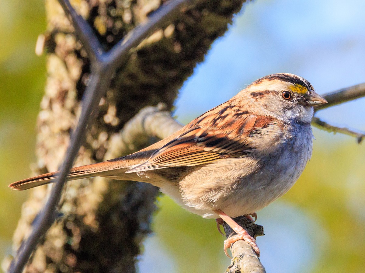 White-throated Sparrow - ML643201269