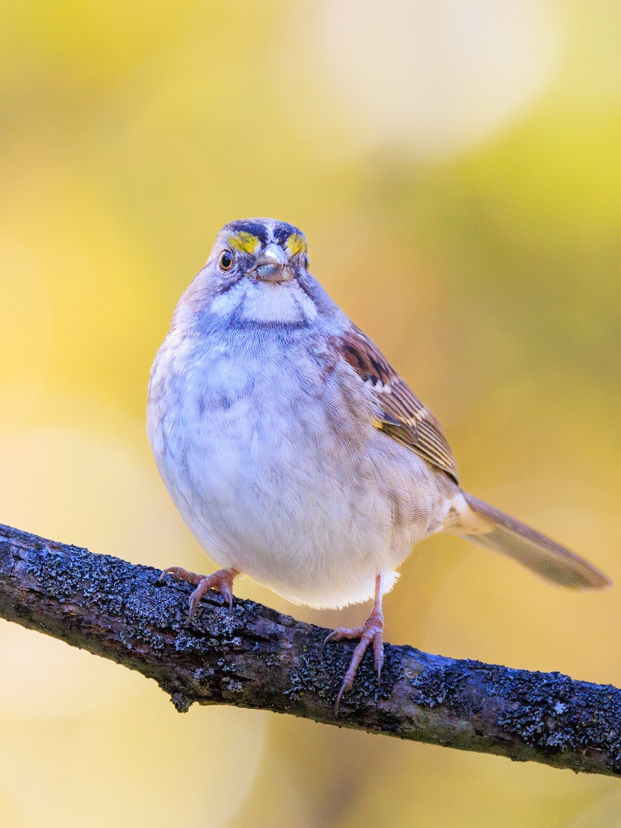 White-throated Sparrow - ML643201270