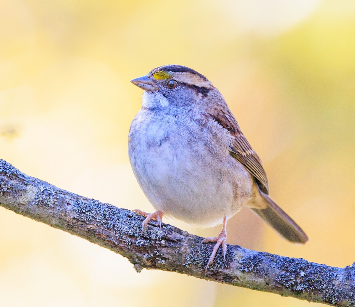 White-throated Sparrow - ML643201271