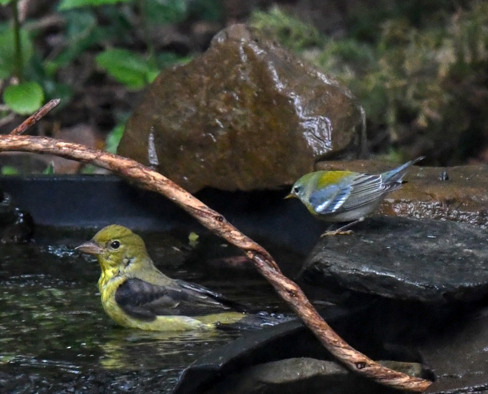 Scarlet Tanager - ML643201303
