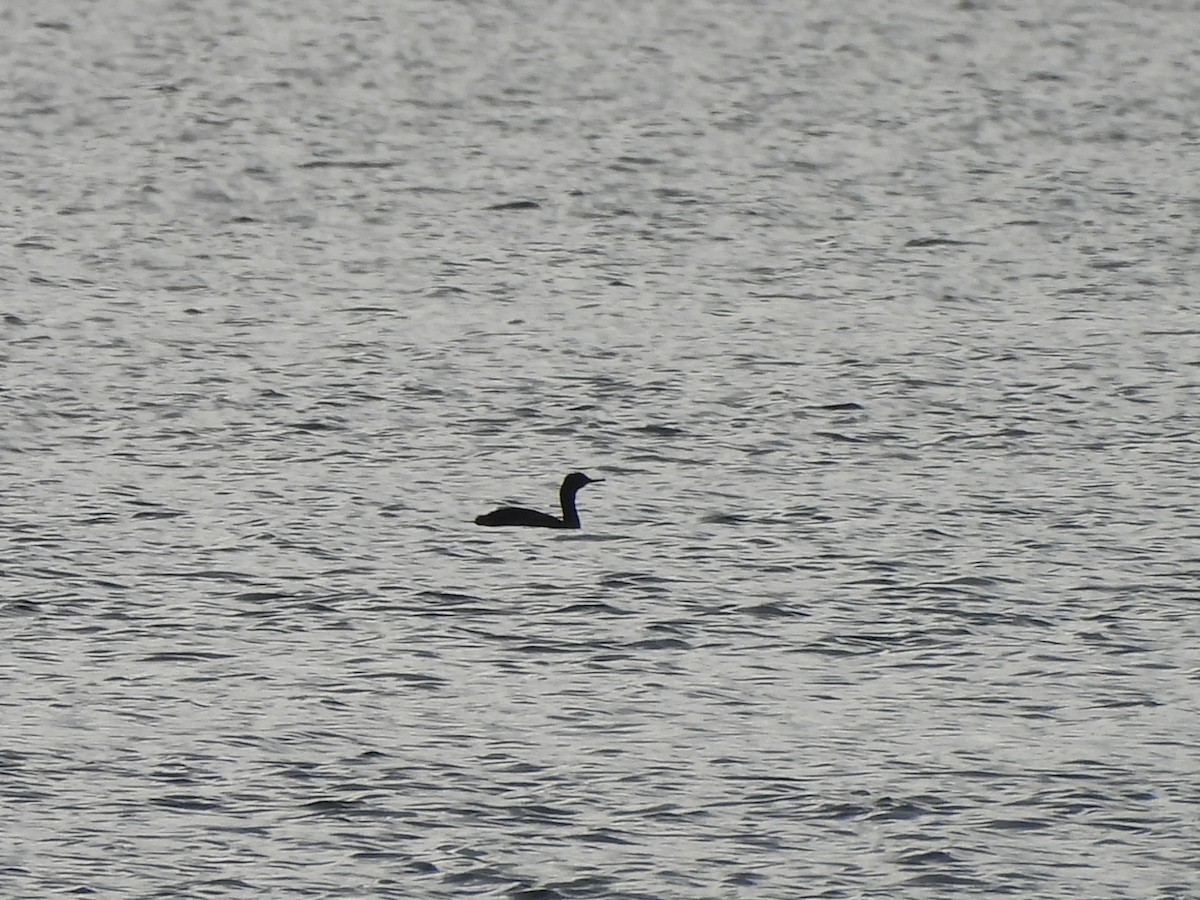 Pelagic Cormorant - ML643201348