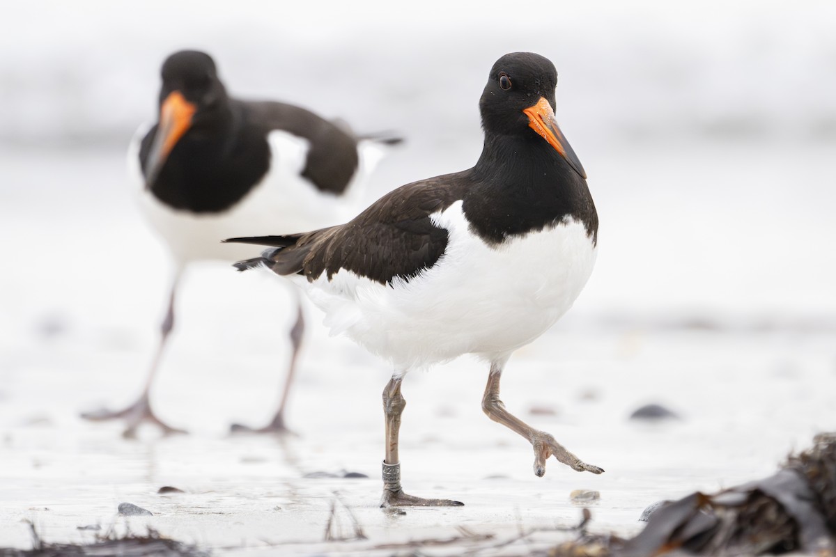 ústřičník velký - ML643201391