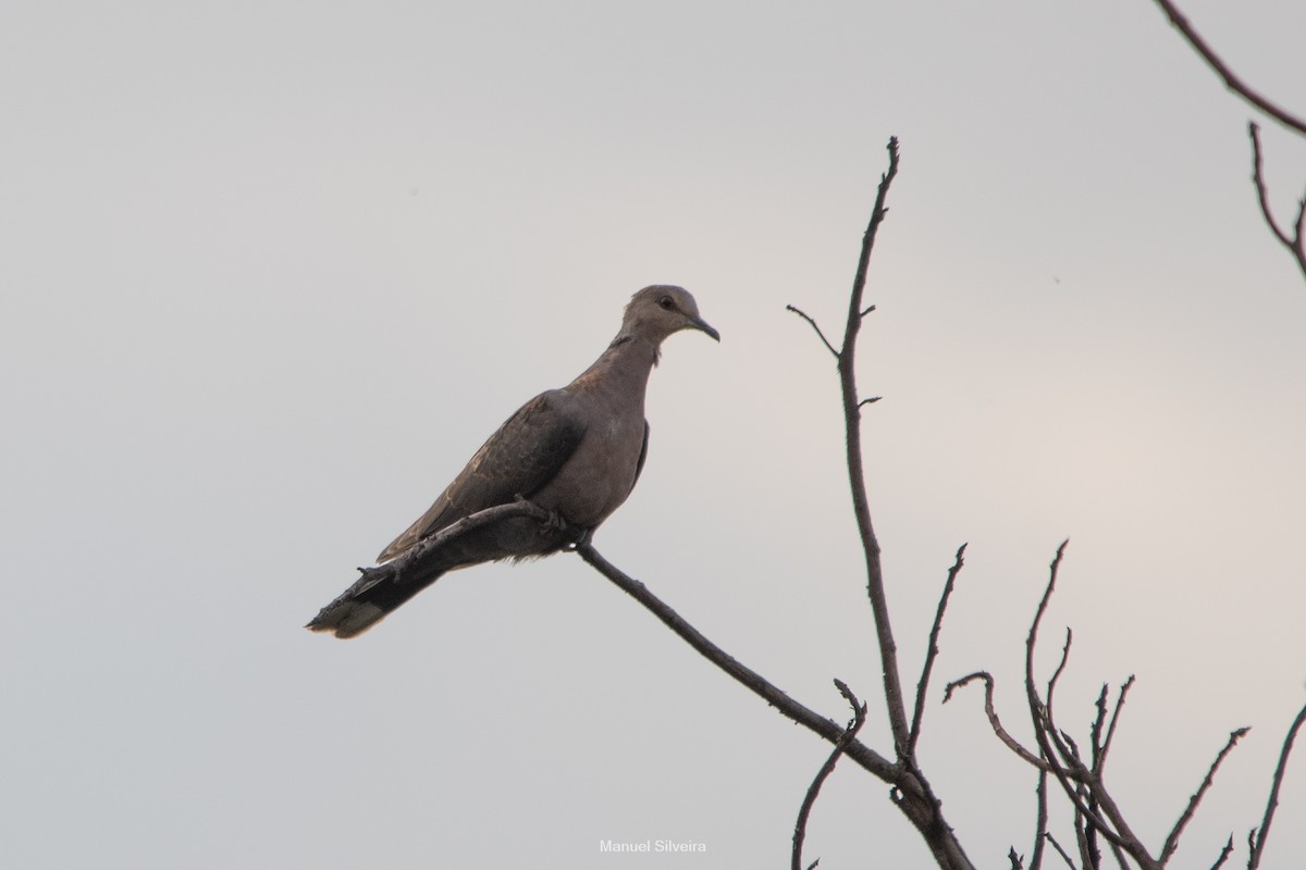 Red-eyed Dove - ML643201392