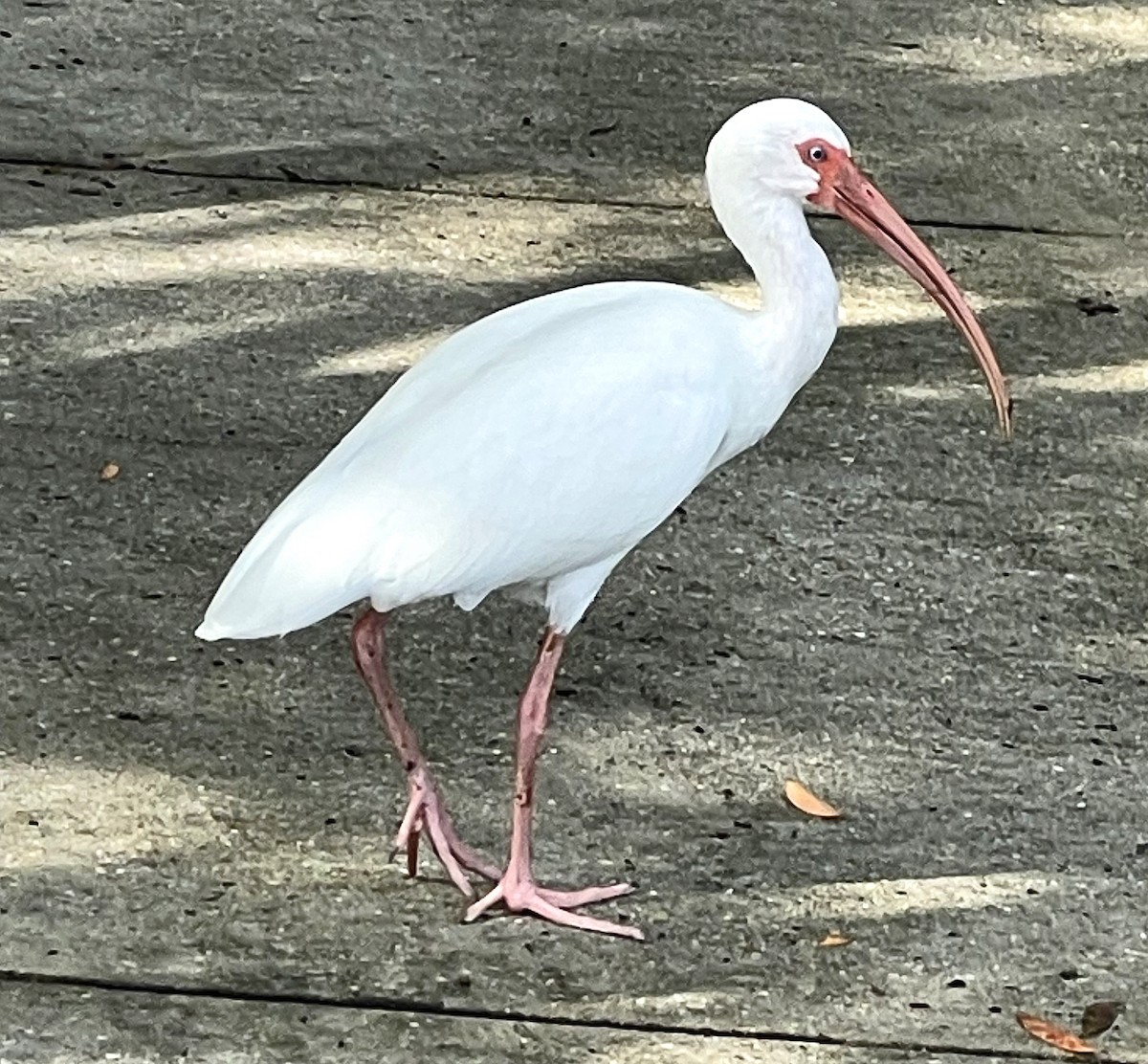 Ibis blanc - ML643201395