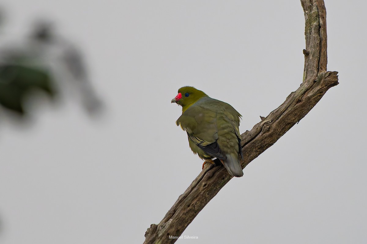 African Green-Pigeon - ML643201402