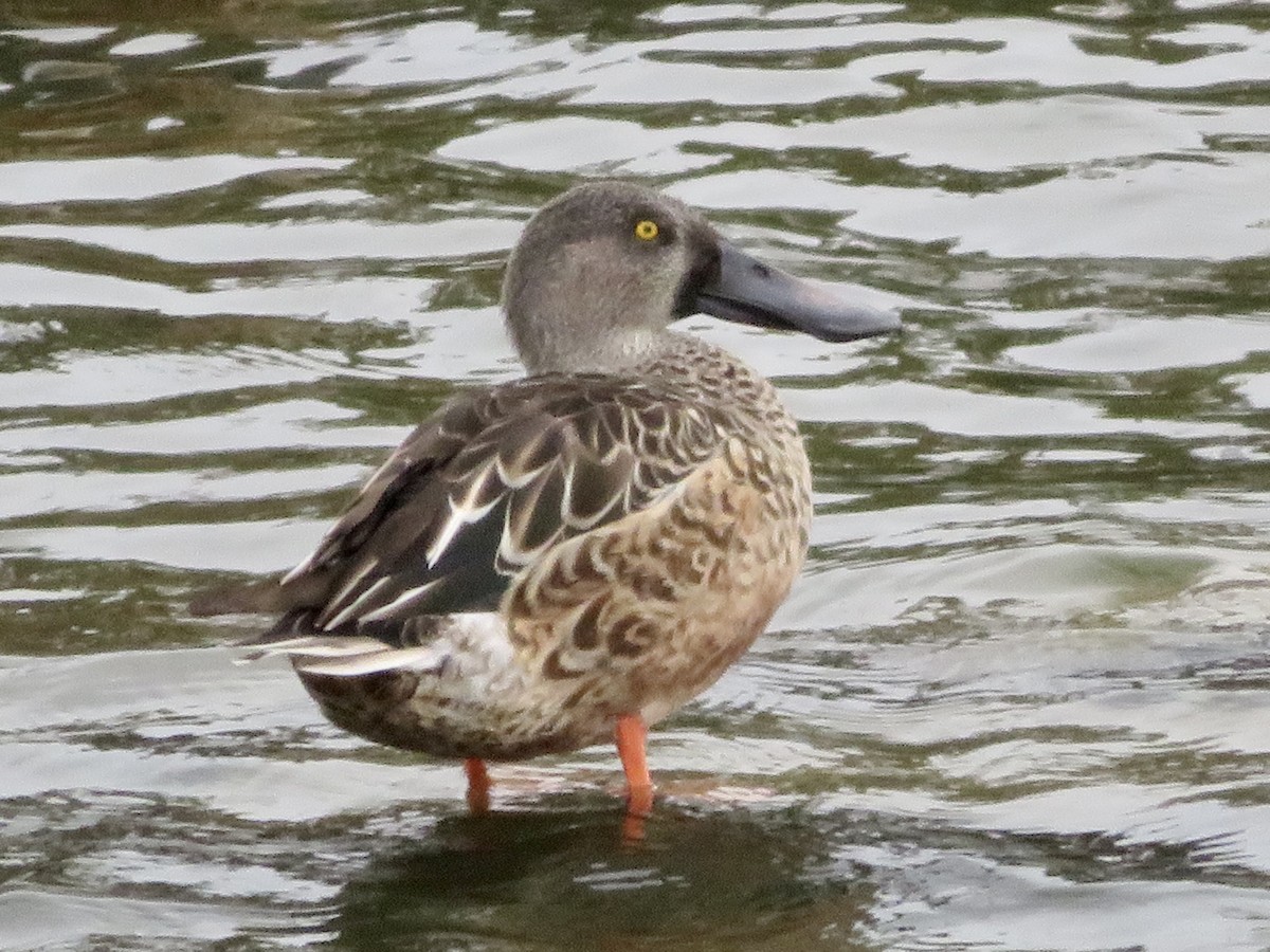 Northern Shoveler - ML643201405