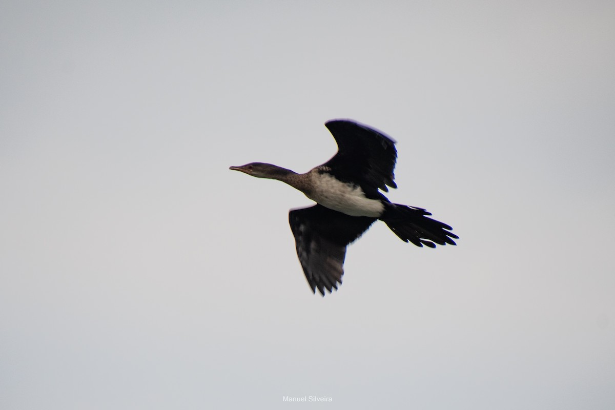 Reed Cormorant - ML643201409