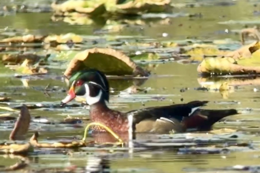 Wood Duck - ML643201412