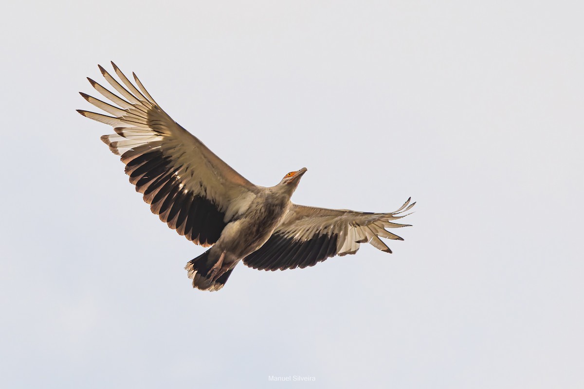 Palm-nut Vulture - ML643201416