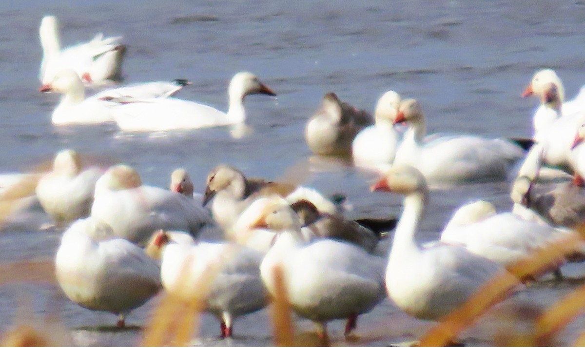 Ross's Goose - ML643201418