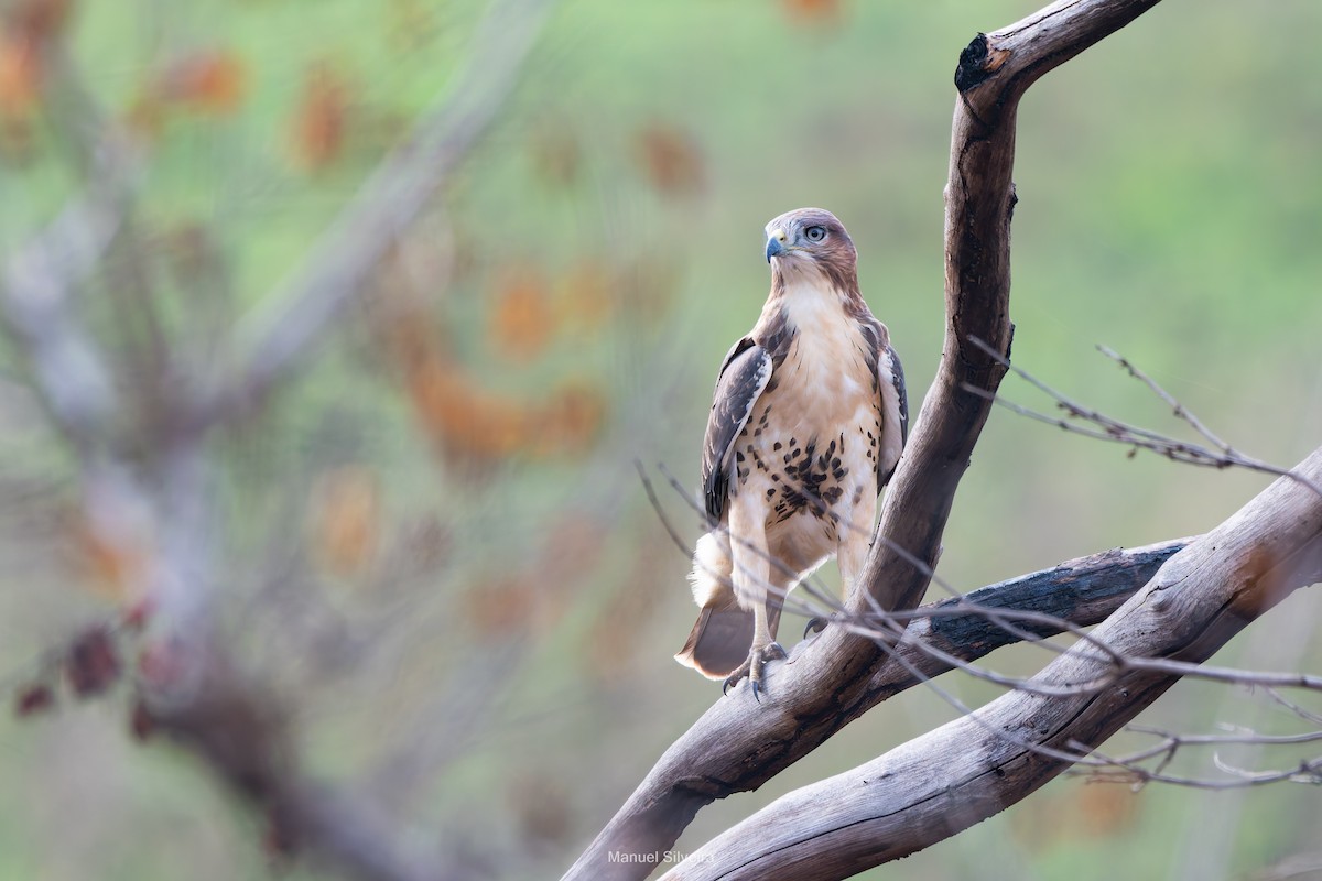 Red-necked Buzzard - ML643201419