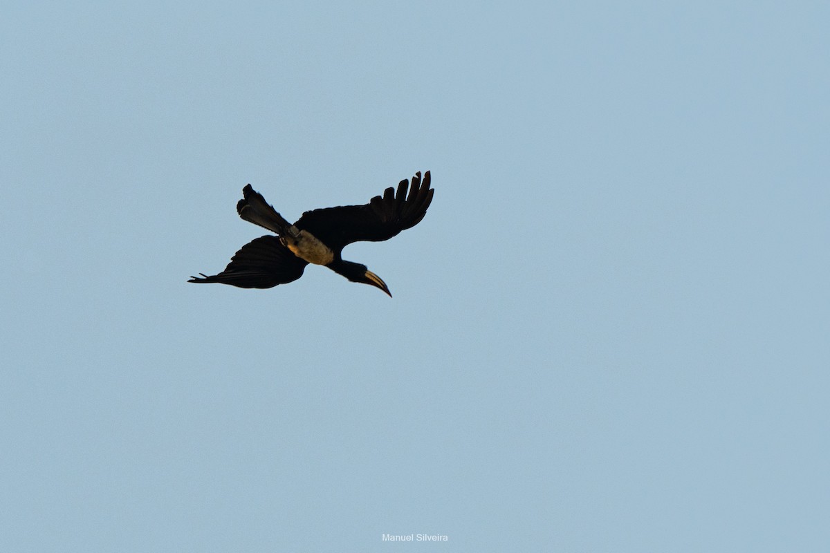 Congo Pied Hornbill - ML643201425