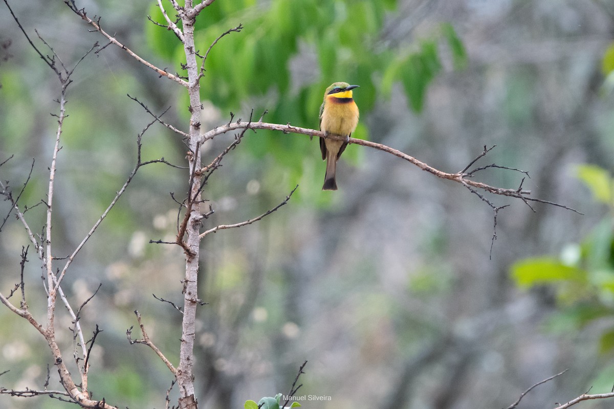 Little Bee-eater - ML643201430