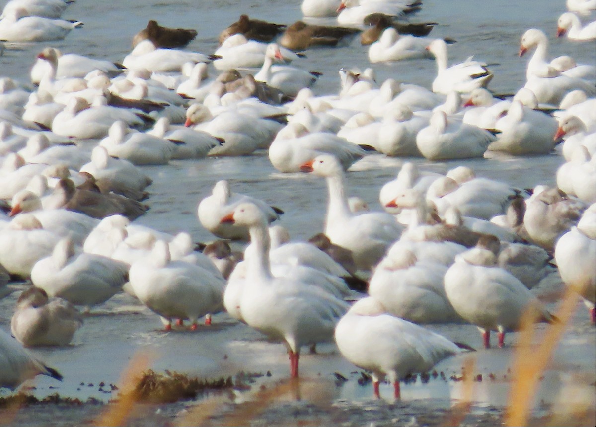 Ross's Goose - ML643201432