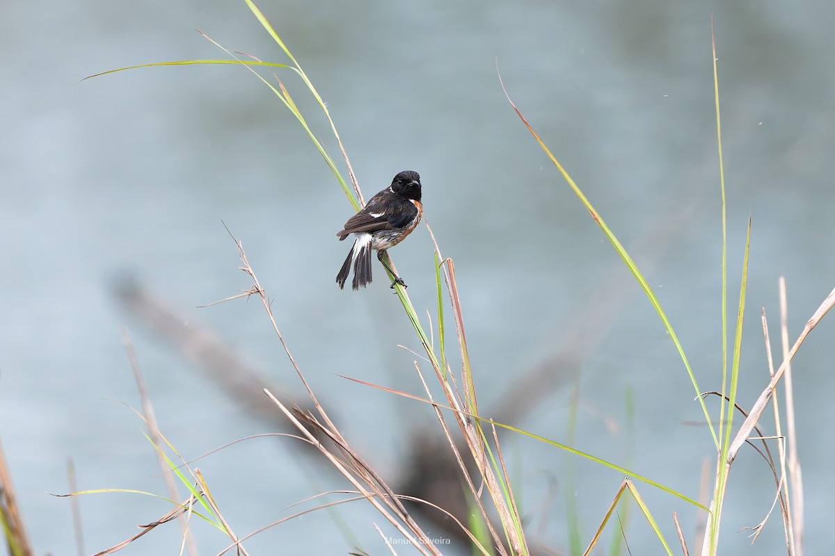 African Stonechat - ML643201435