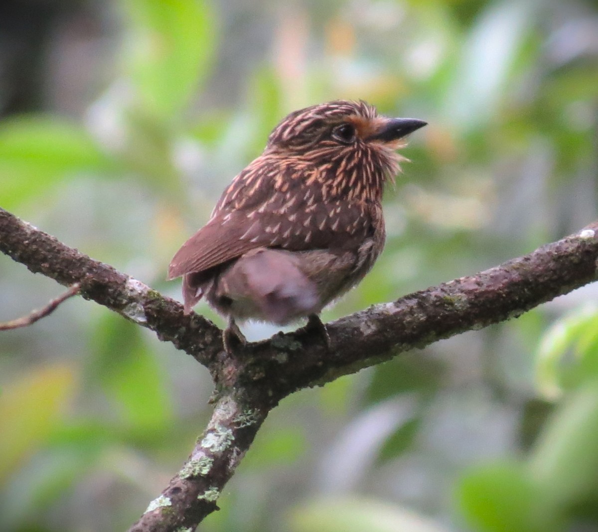 Crescent-chested Puffbird (Greater) - ML643201436
