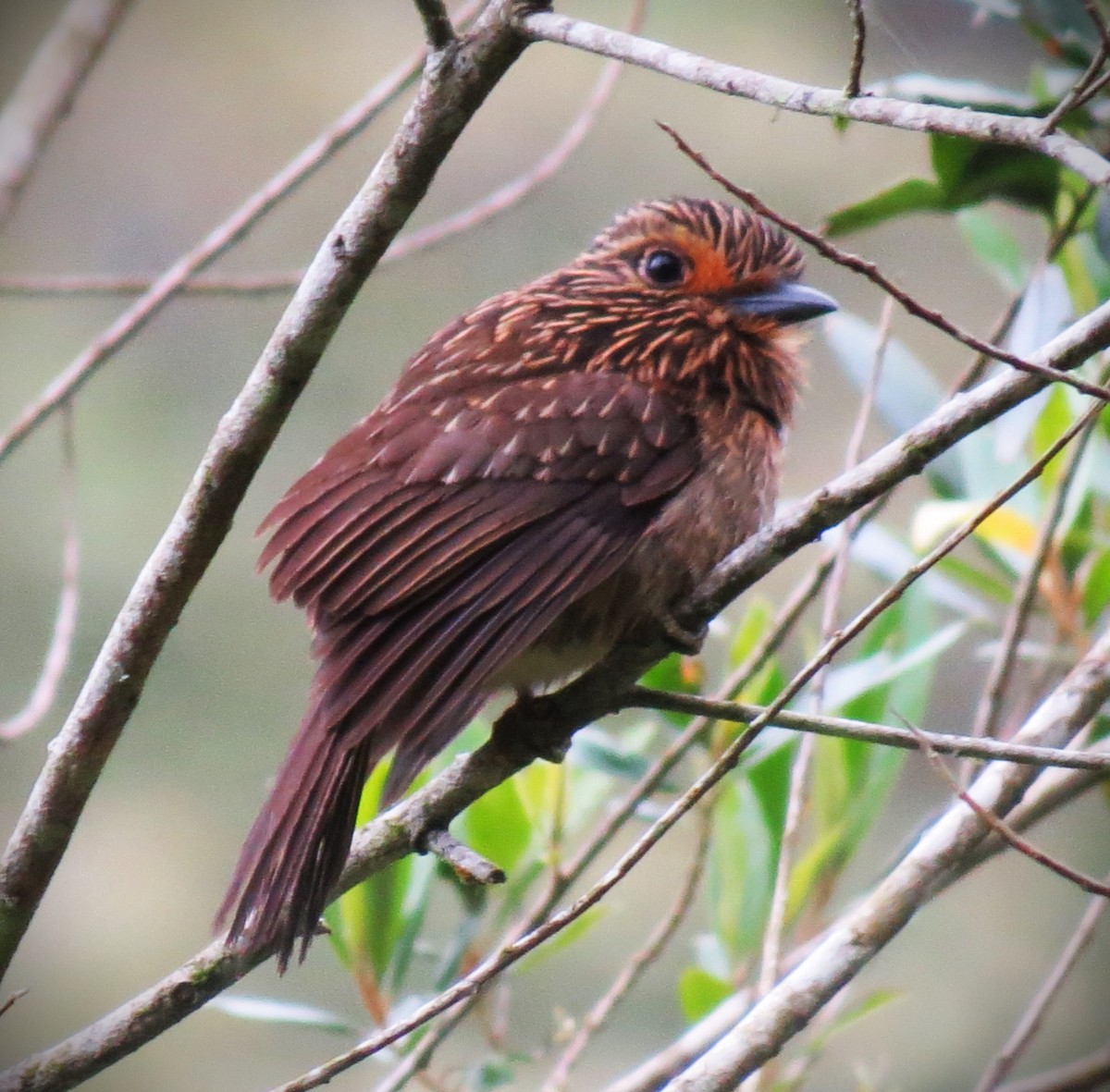 Crescent-chested Puffbird (Greater) - ML643201437
