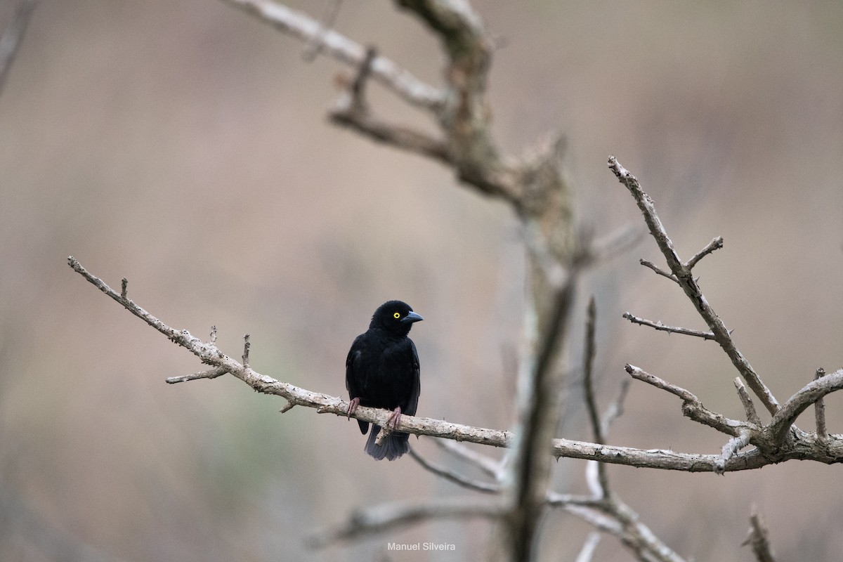 Vieillot's Black Weaver - ML643201454