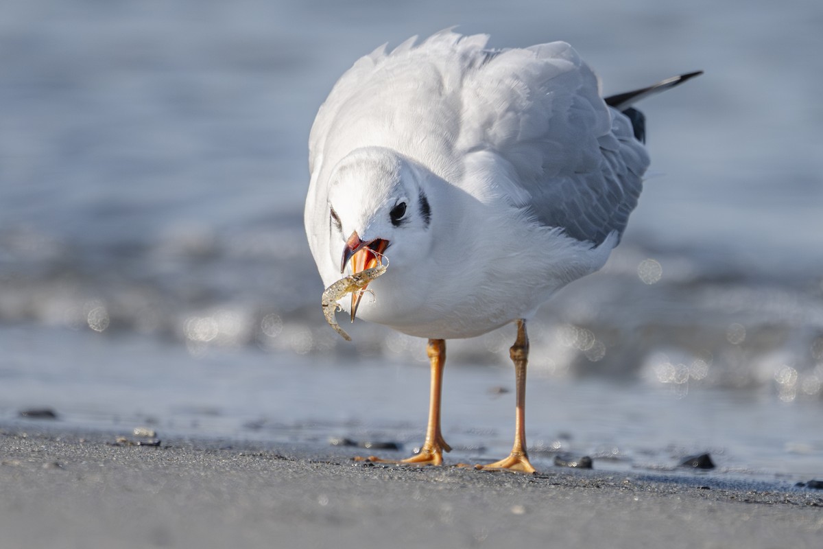 Mouette rieuse - ML643201460