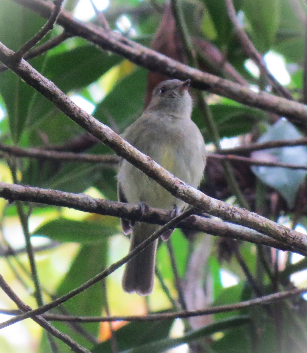 Serra do Mar Tyrant-Manakin - ML643201466