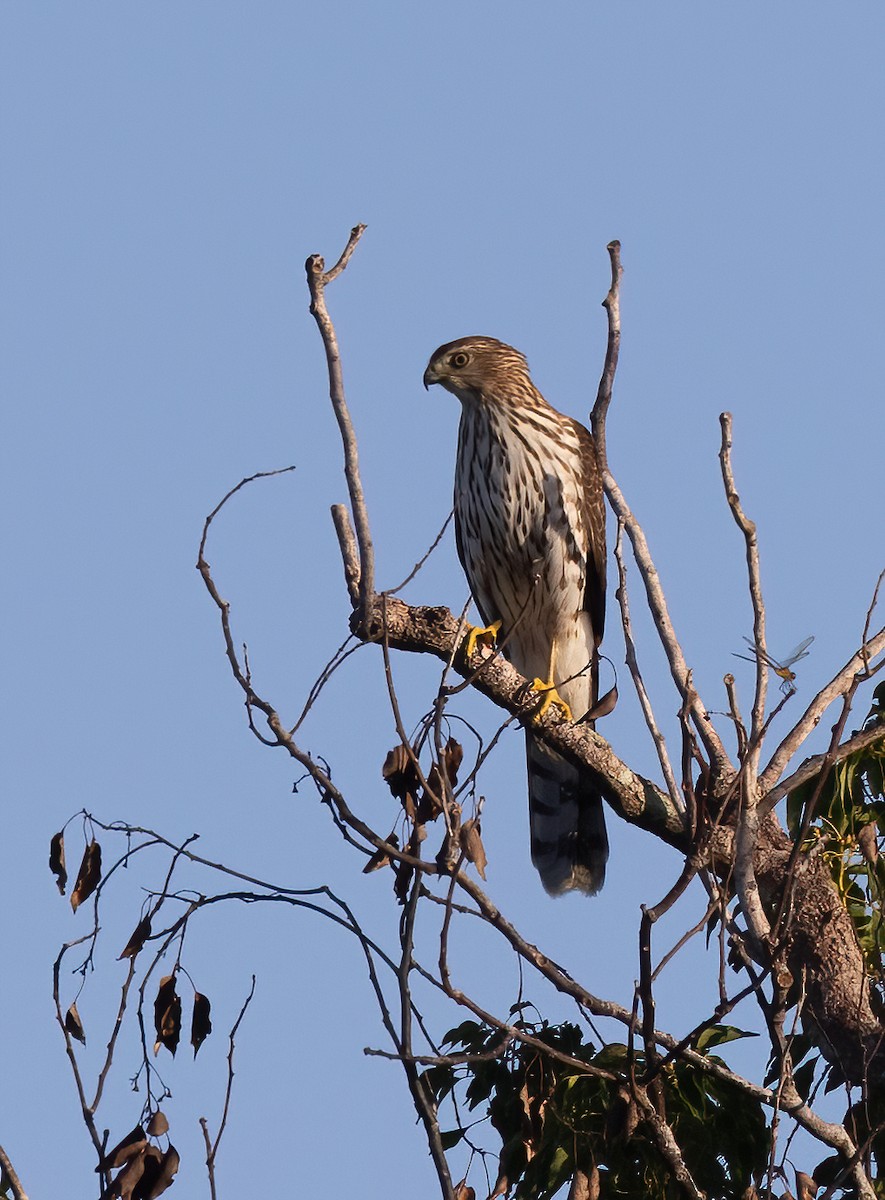 クーパーハイタカ - ML643201469