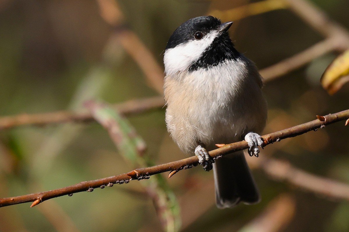 Carolina Chickadee - ML643201470