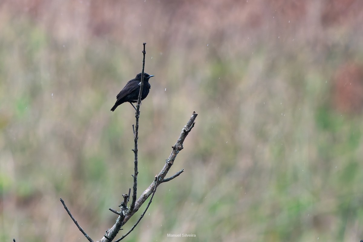 Sooty Chat - ML643201478
