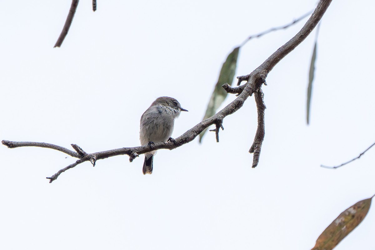Chestnut-rumped Thornbill - ML643201490