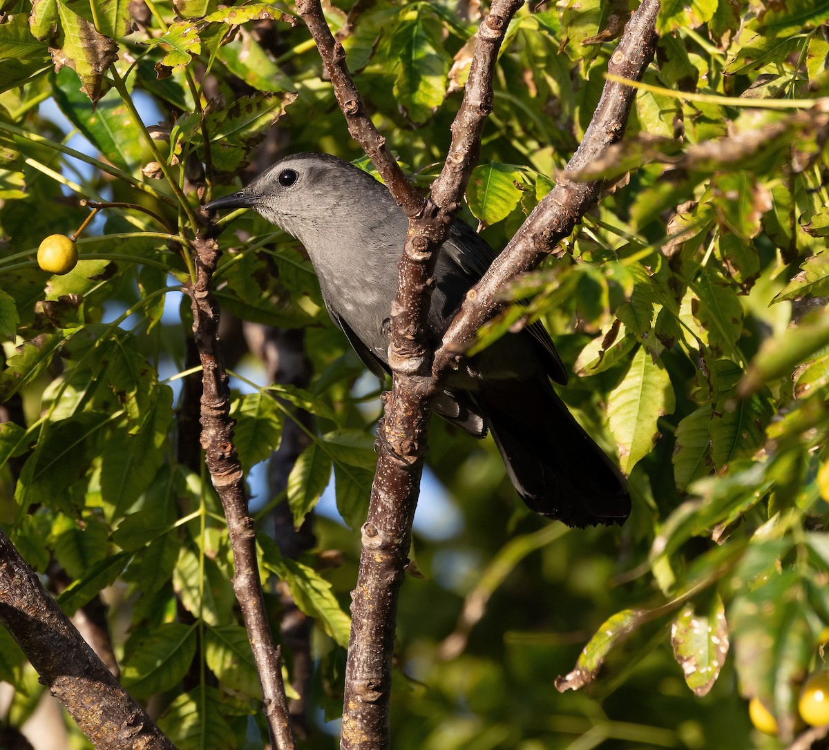 ネコマネドリ - ML643201496