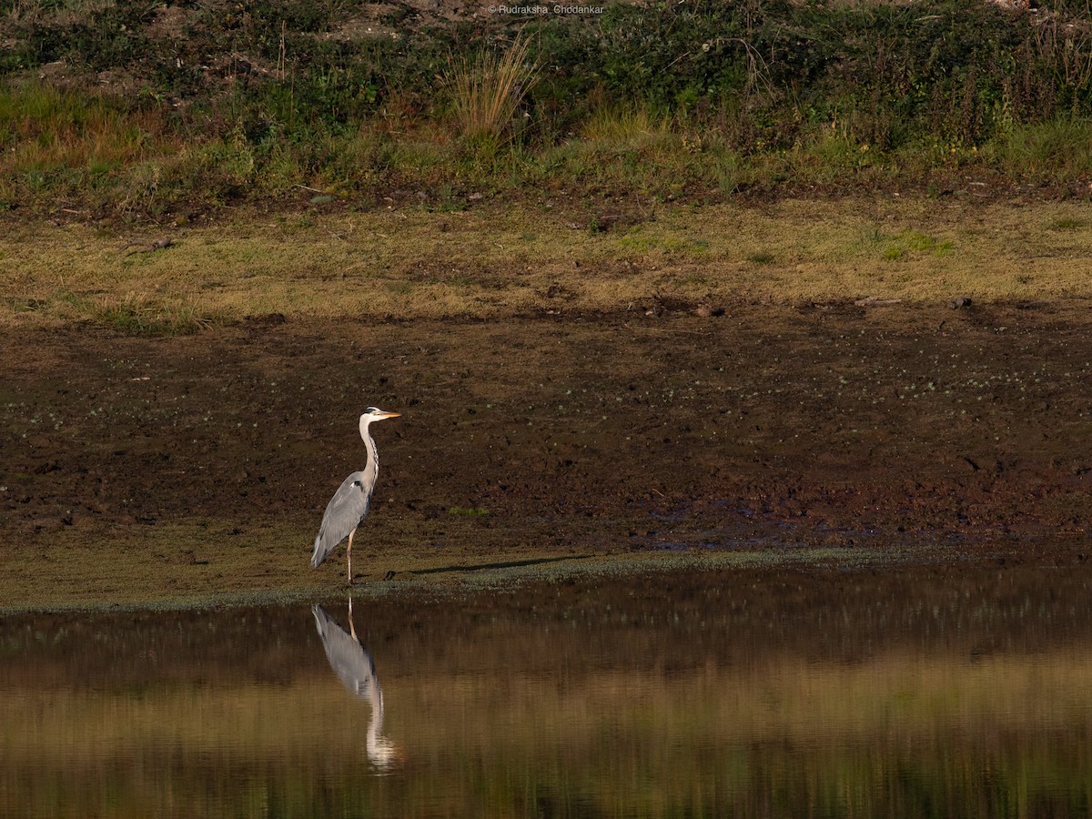 Gray Heron - ML643201500
