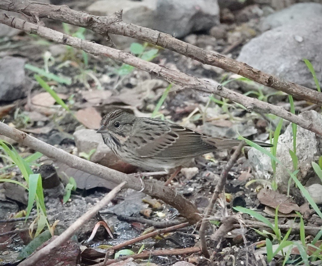 Lincoln's Sparrow - ML643201506