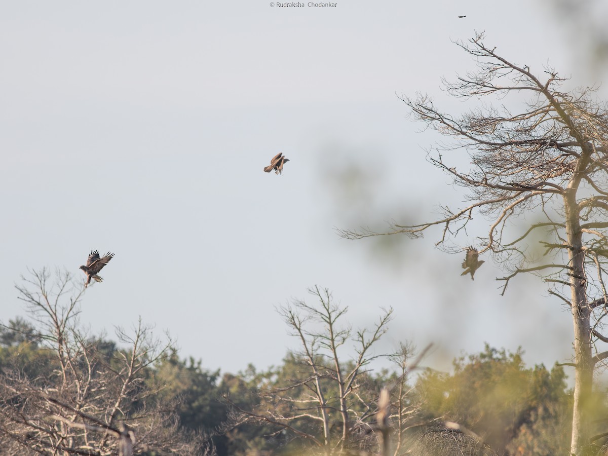 Common Buzzard - ML643201507