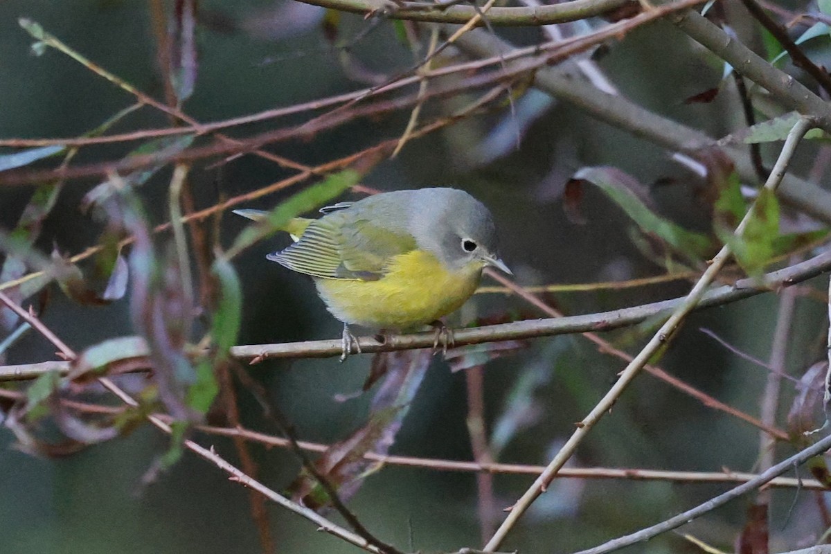 Nashville Warbler - ML643201509