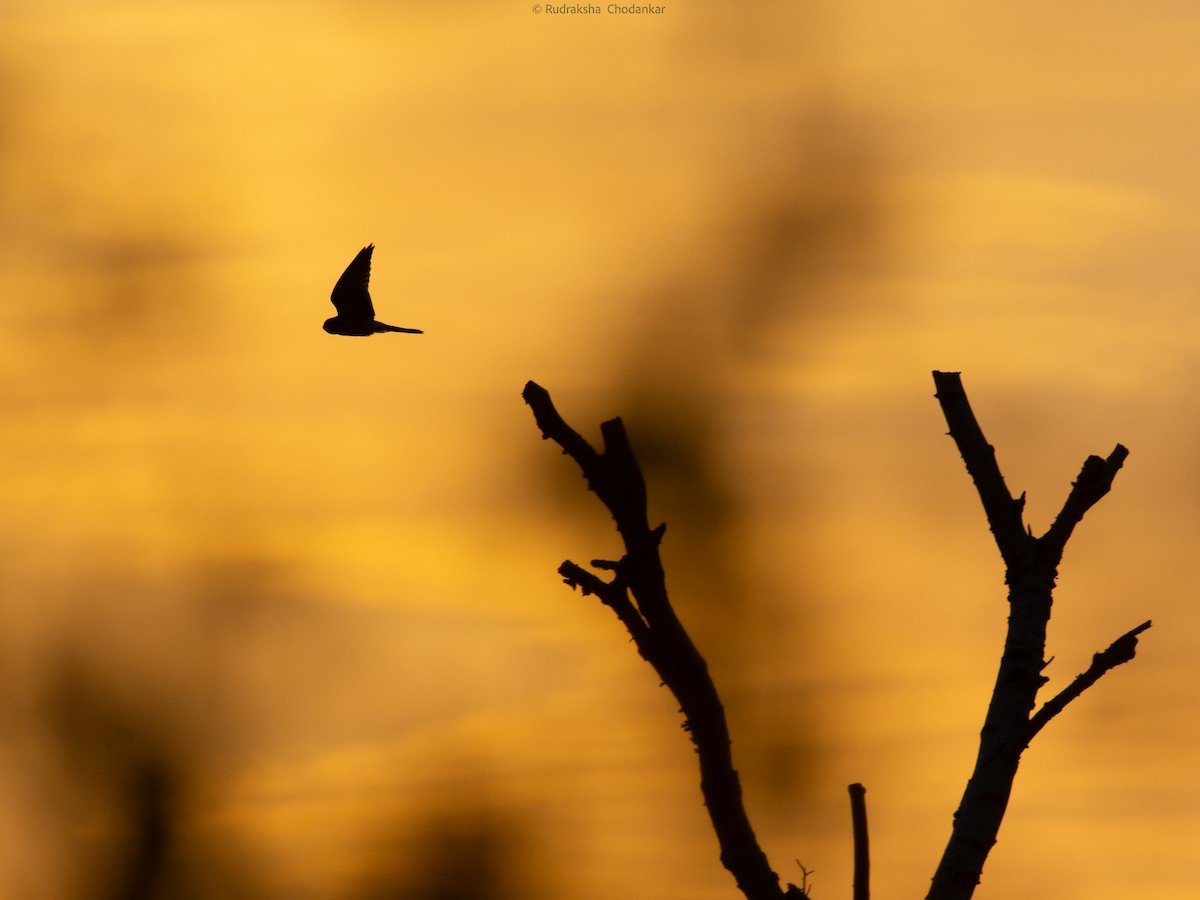 Eurasian Kestrel - ML643201513