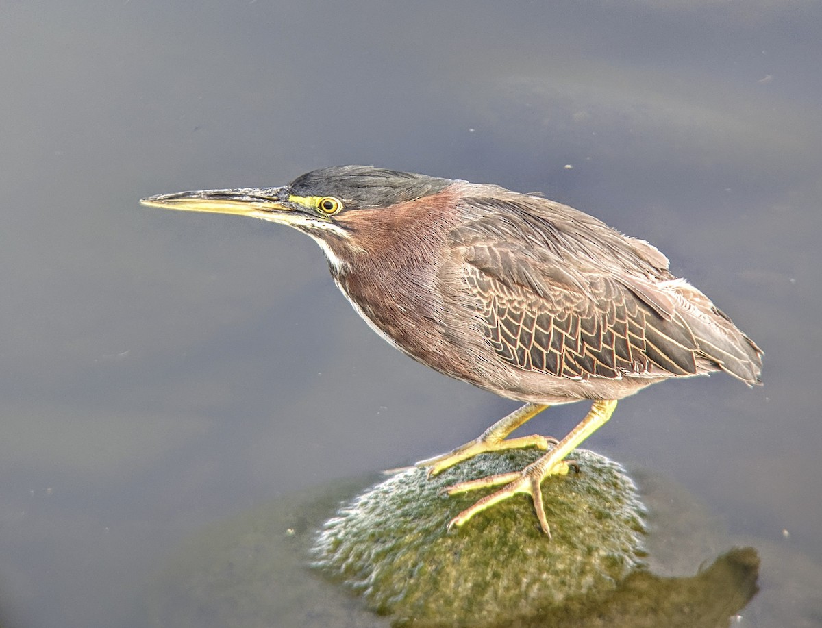 Green Heron - ML643201515