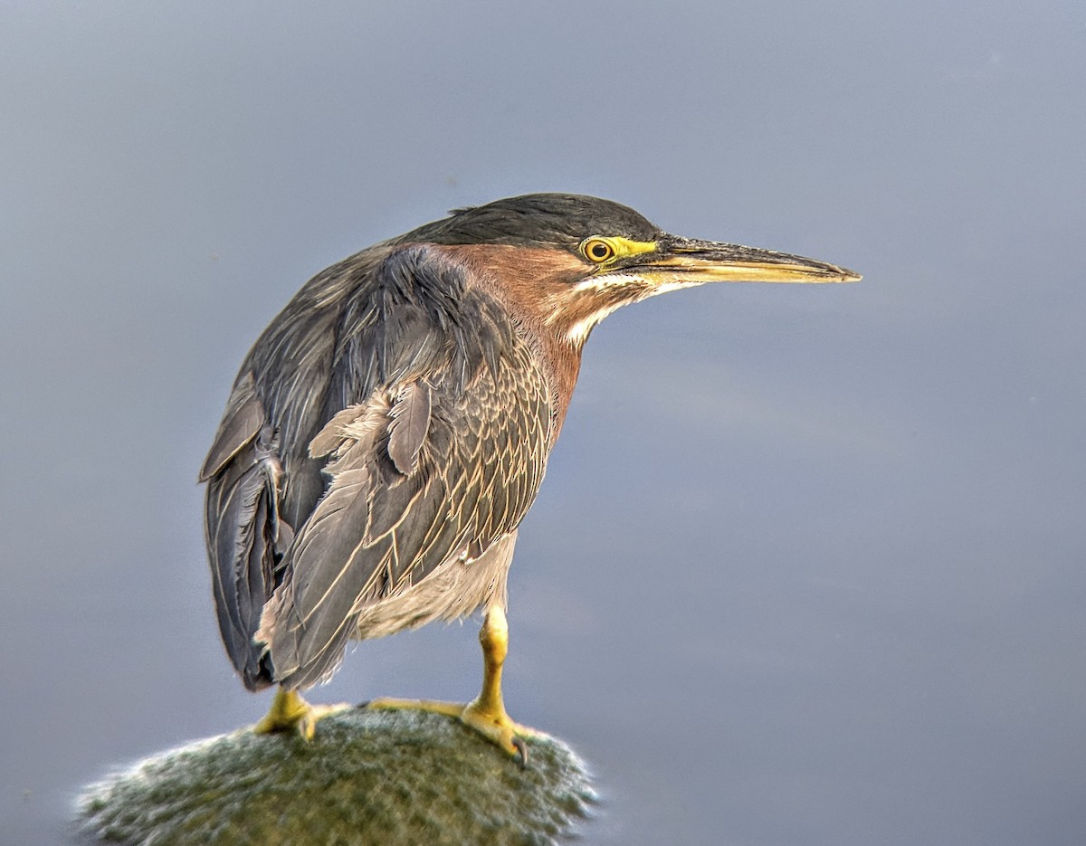 Green Heron - ML643201516