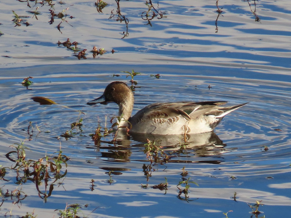 ostralka štíhlá - ML643201523
