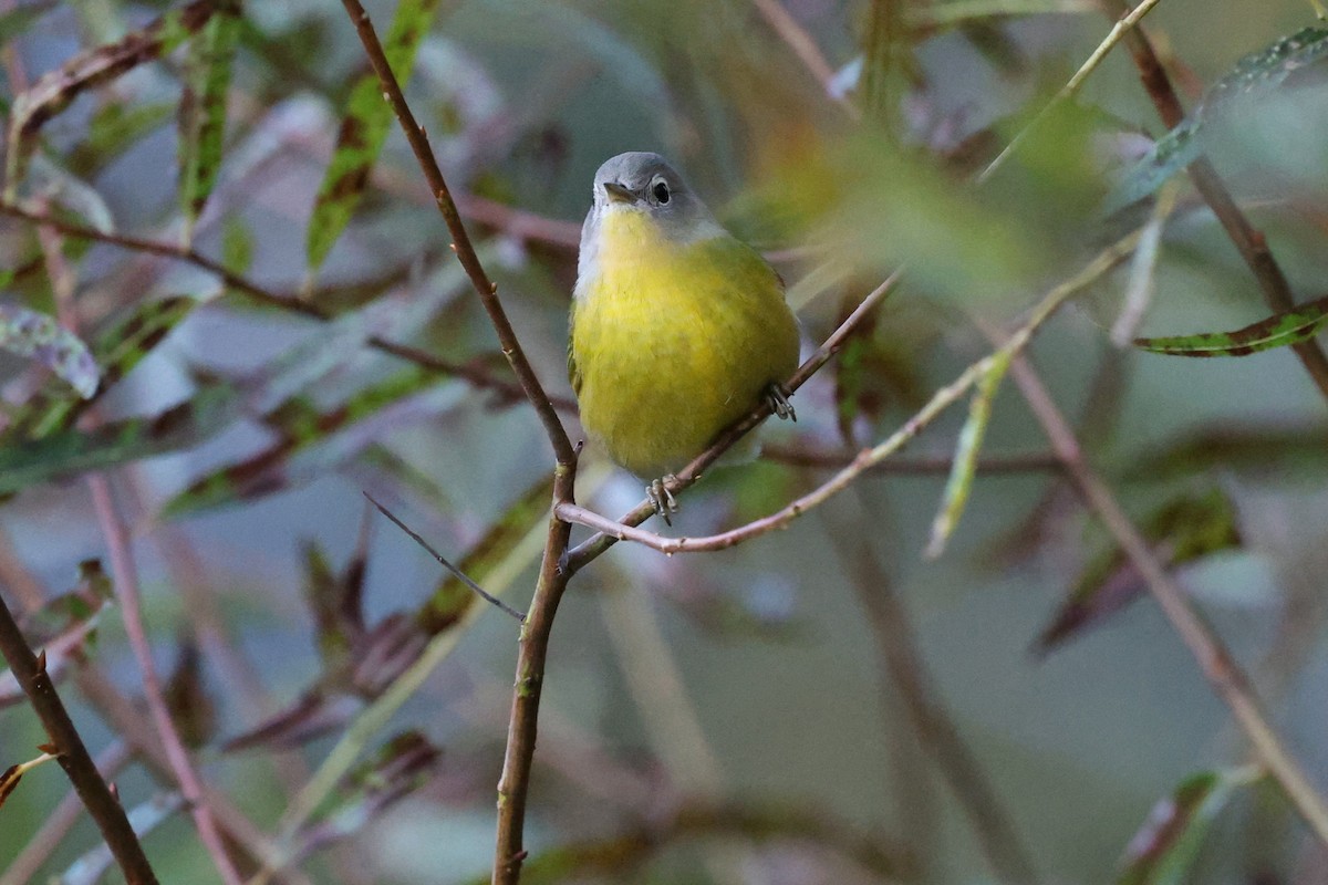 Nashville Warbler - ML643201524