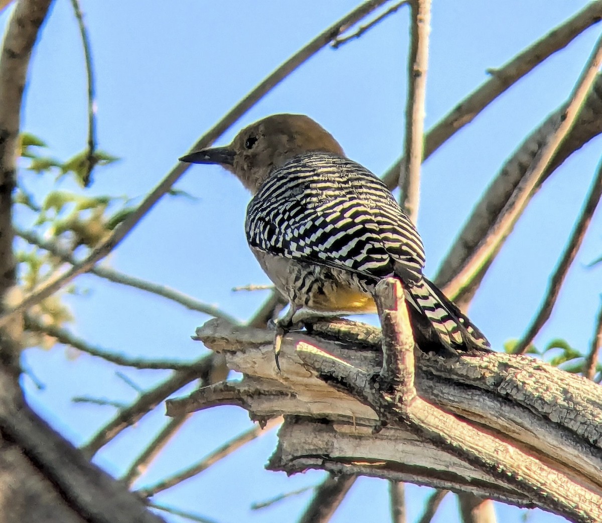 Gila Woodpecker - ML643201526