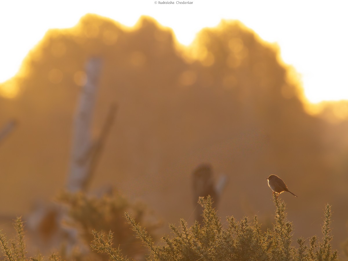 Etze-txinboa - ML643201527