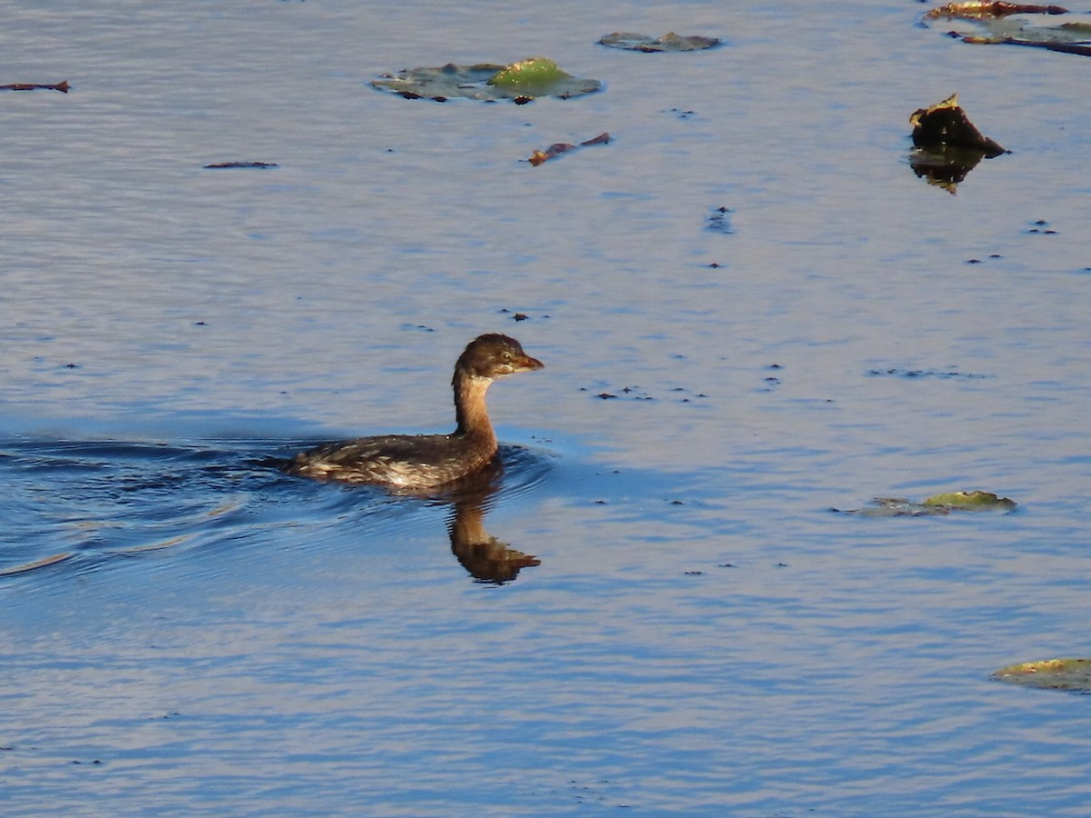 potápka americká - ML643201531