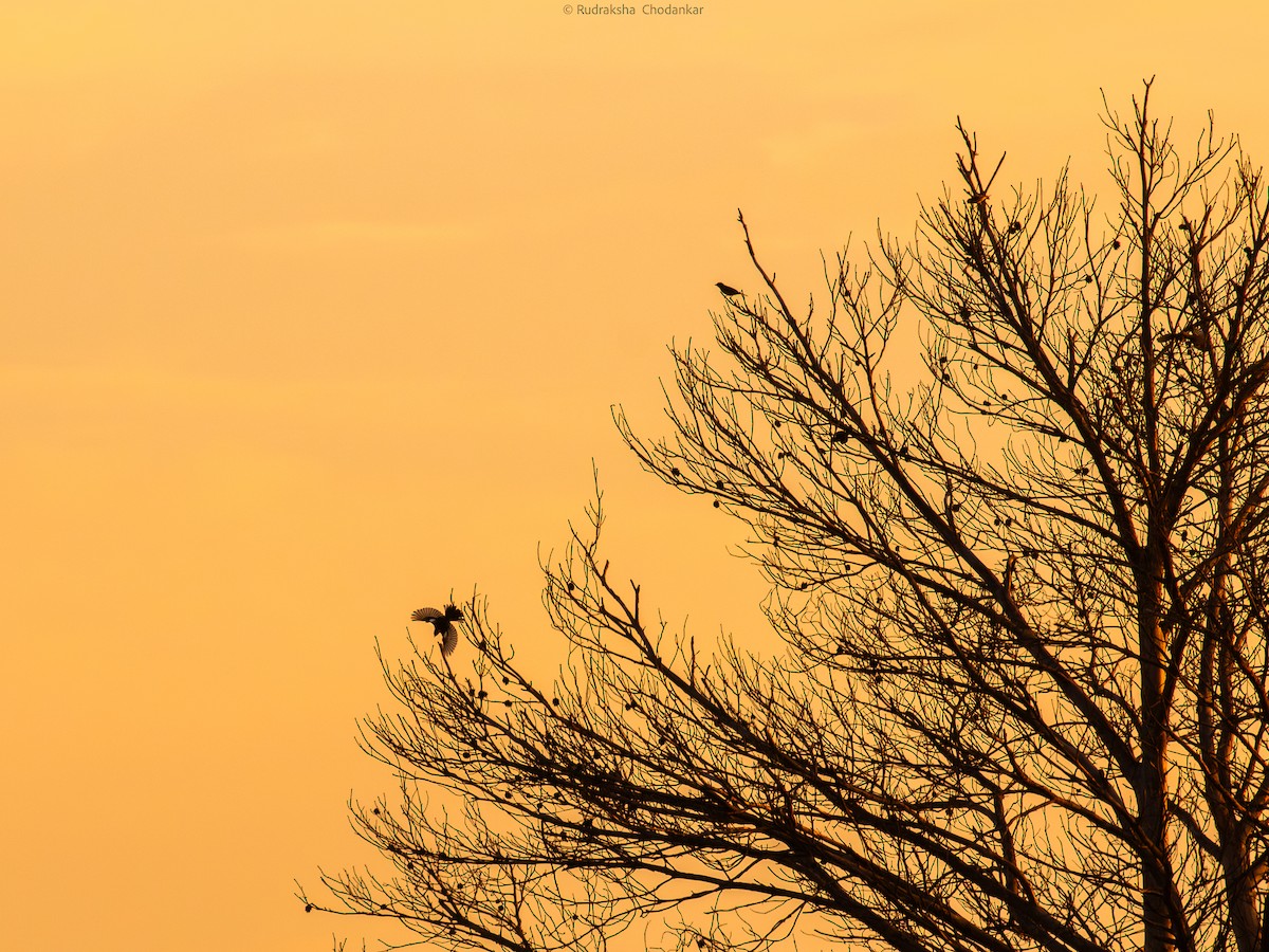 Pinson des arbres - ML643201533