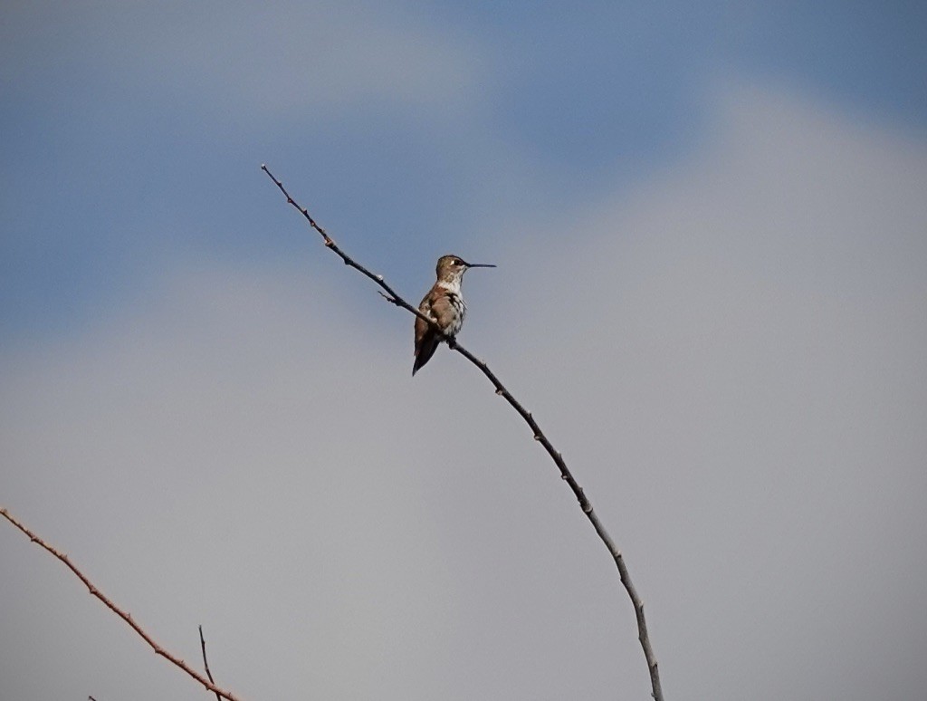 Colibri roux - ML643201534