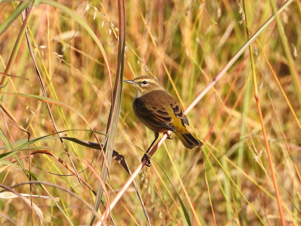 Paruline à couronne rousse - ML643201535