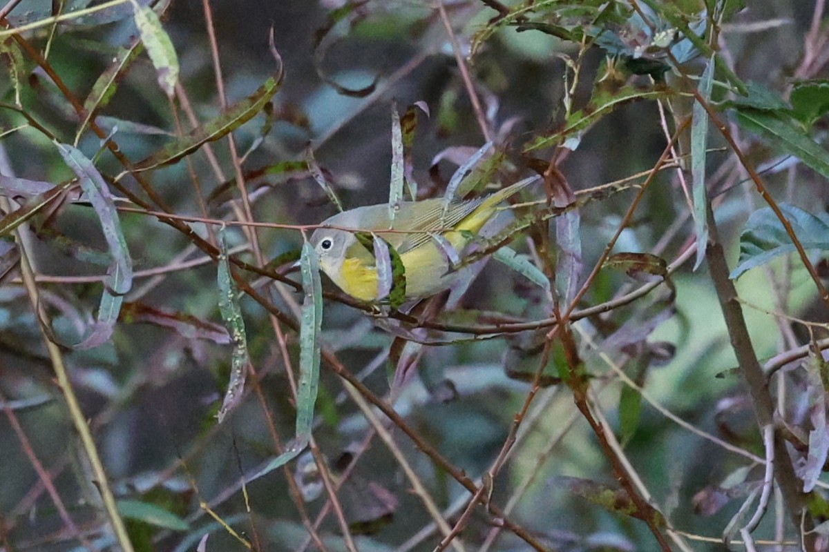 Nashville Warbler - ML643201538