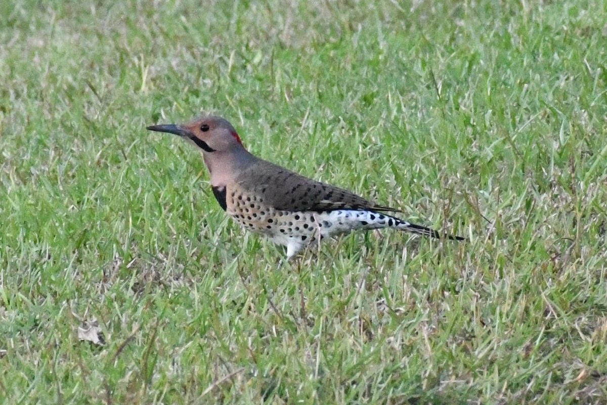 Pic flamboyant (auratus/luteus) - ML643201550