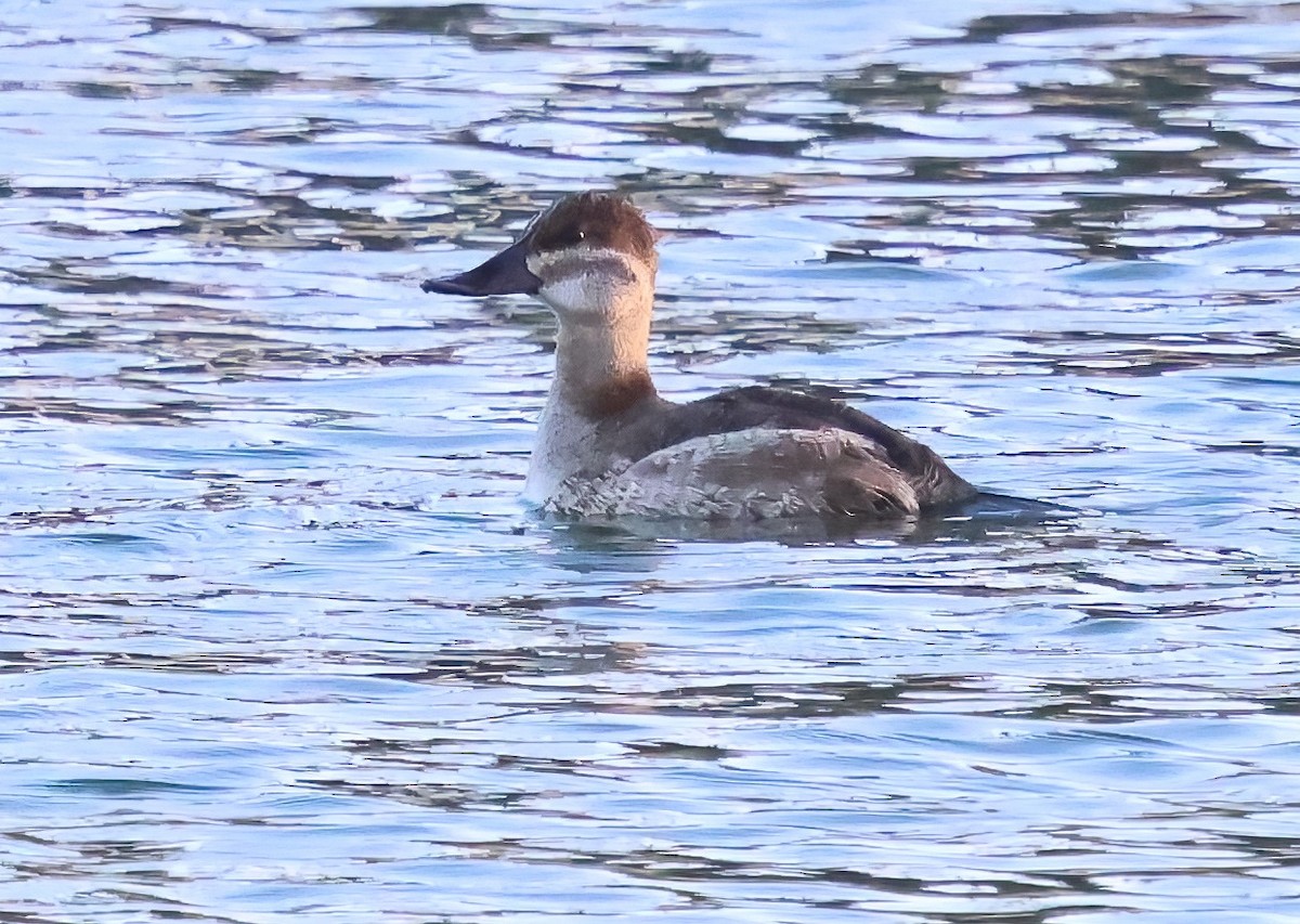 Érismature rousse - ML643201565