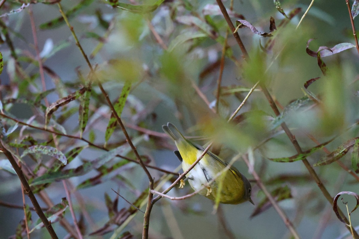 Nashville Warbler - ML643201566
